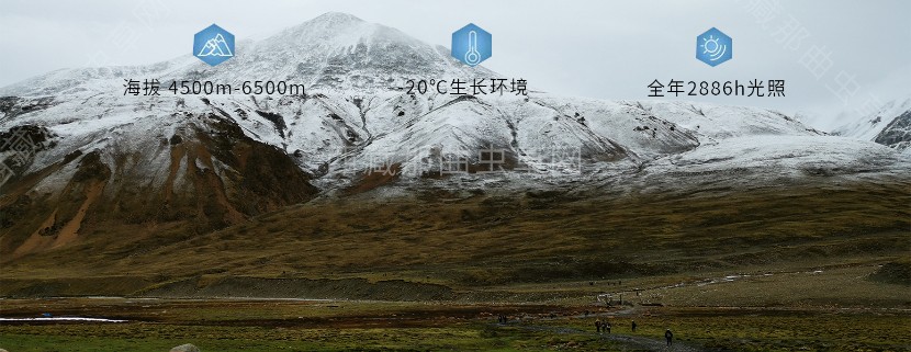 為什么說西藏那曲的冬蟲夏草，是品質(zhì)最好的蟲草！