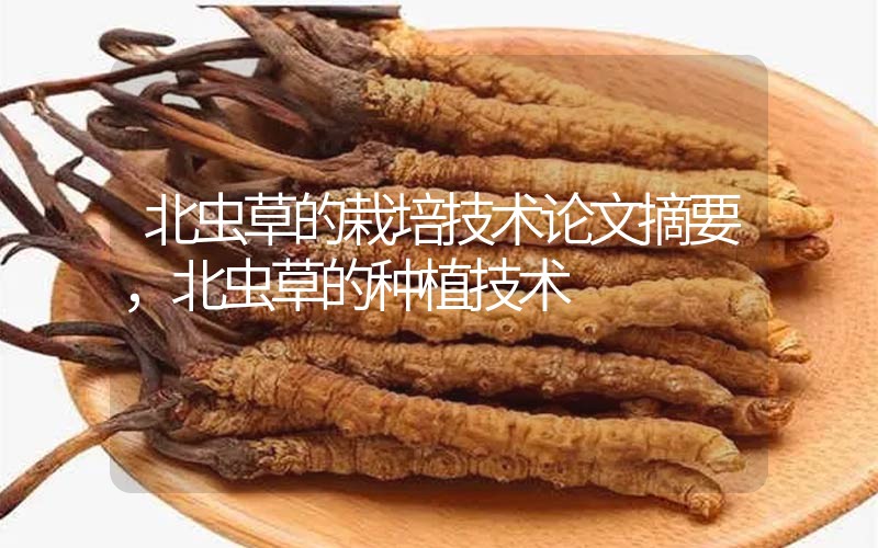 北蟲(chóng)草的栽培技術(shù)論文摘要，北蟲(chóng)草的種植技術(shù)