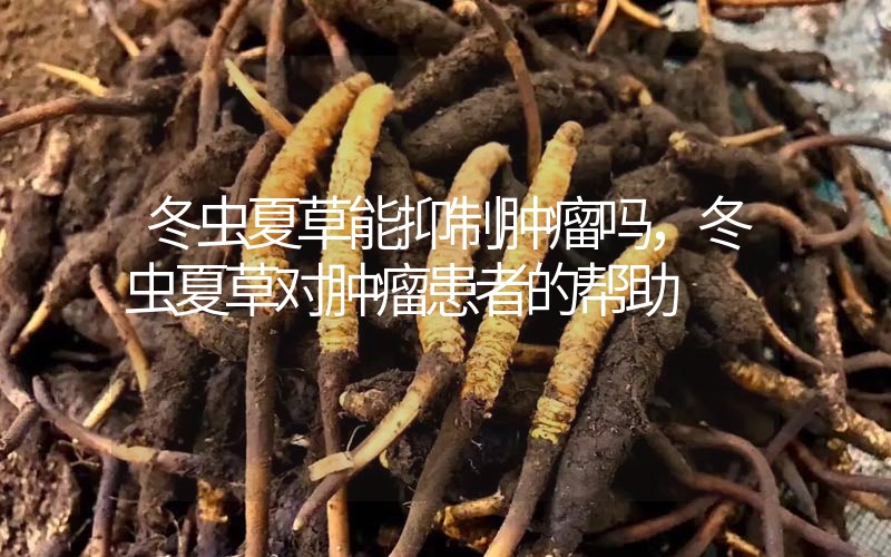 冬蟲夏草能抑制腫瘤嗎？冬蟲夏草對腫瘤患者的幫助