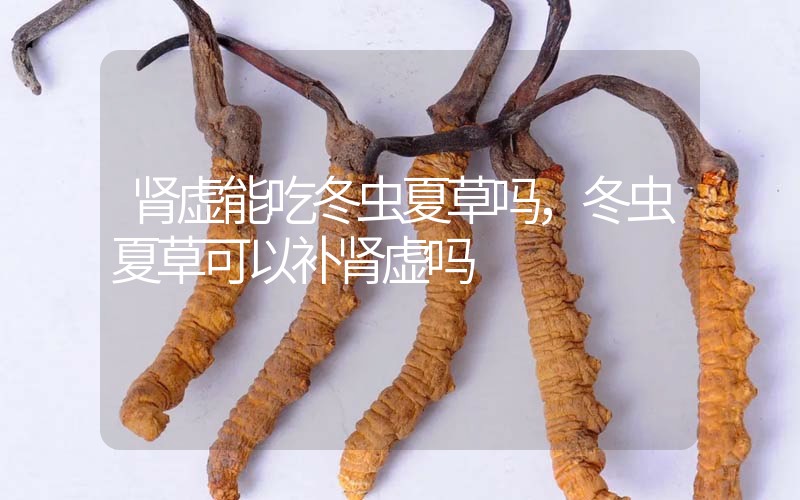 腎虛能吃冬蟲夏草嗎，冬蟲夏草可以補腎虛嗎？