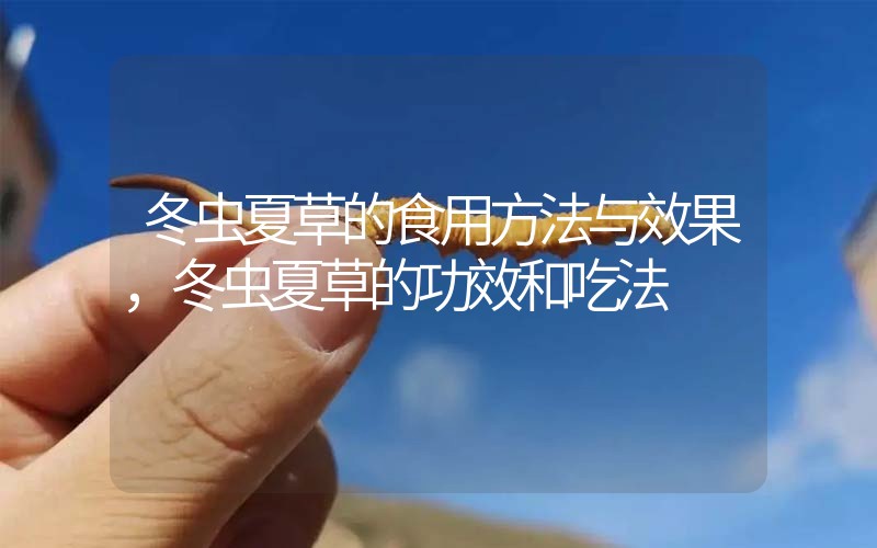 冬蟲夏草的食用方法與效果，冬蟲夏草的食用方法！