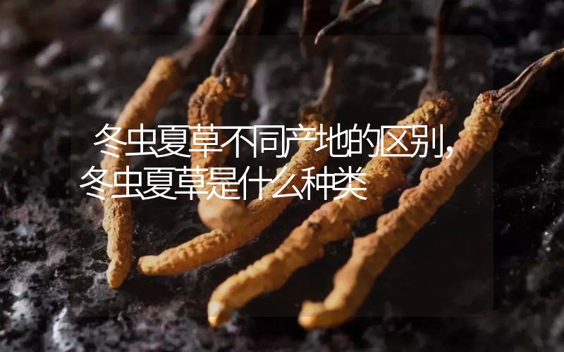 冬蟲(chóng)夏草不同產(chǎn)地的區(qū)別，冬蟲(chóng)夏草是什么種類