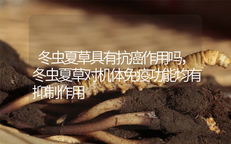 冬蟲夏草具有抗癌作用嗎，冬蟲夏草對機體免疫功能均有抑制作用