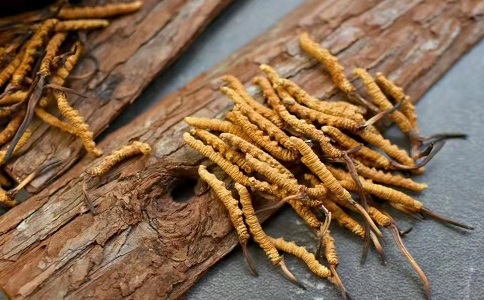 冬蟲夏草多少錢一克，哪個(gè)地區(qū)的質(zhì)量比較可靠呢