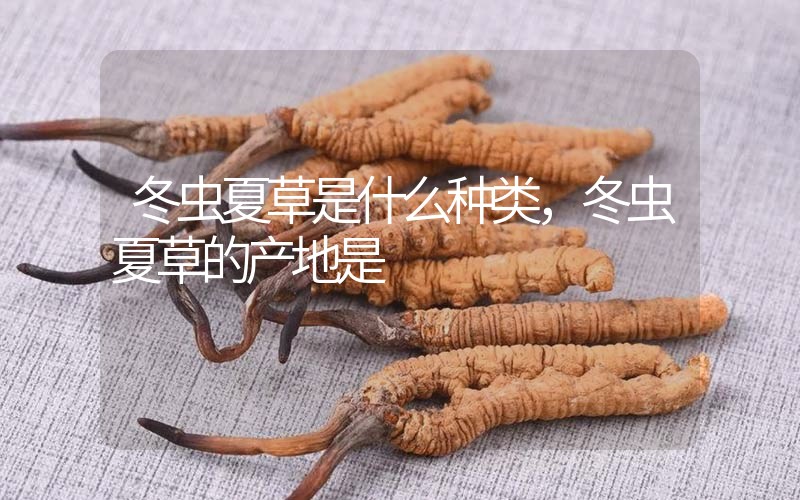 冬蟲(chóng)夏草是什么種類，冬蟲(chóng)夏草的產(chǎn)地是