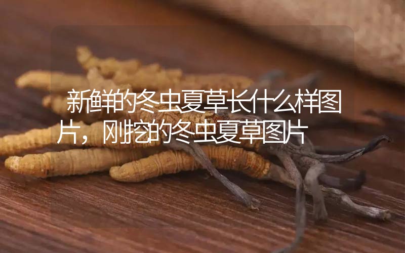 新鮮的冬蟲夏草長什么樣圖片，剛挖的冬蟲夏草圖片