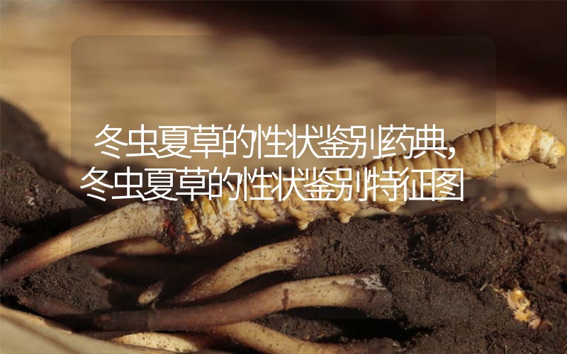 冬蟲夏草的性狀鑒別藥典，冬蟲夏草的性狀鑒別特征圖