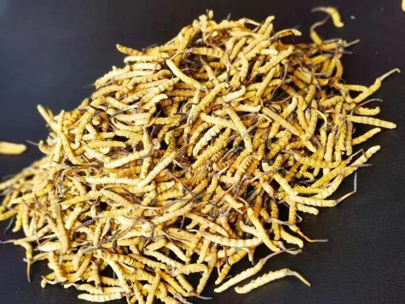 冬蟲(chóng)夏草哪幾種食用方法比較好呢？推薦幾種參考