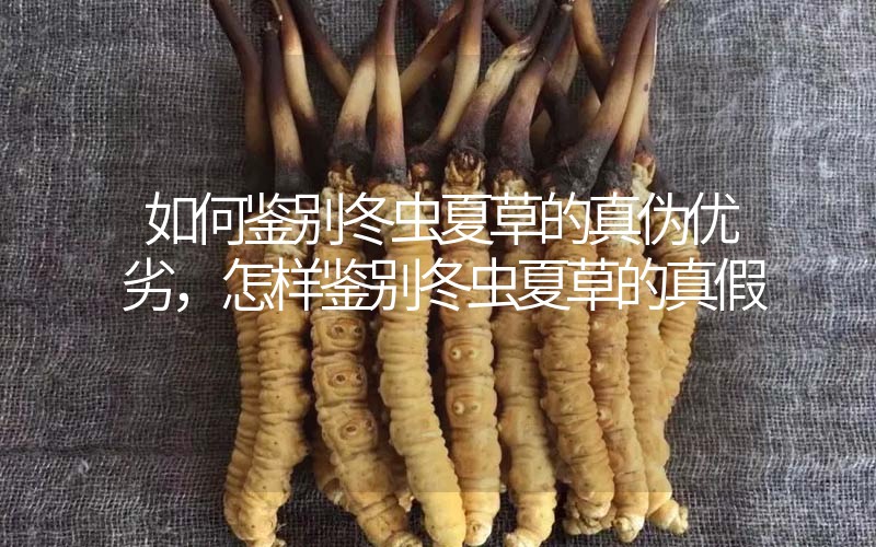 如何鑒別冬蟲(chóng)夏草的真?zhèn)蝺?yōu)劣，怎樣鑒別冬蟲(chóng)夏草的真假