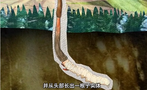 冬蟲夏草到底是蟲還是草？你猜到了嗎？