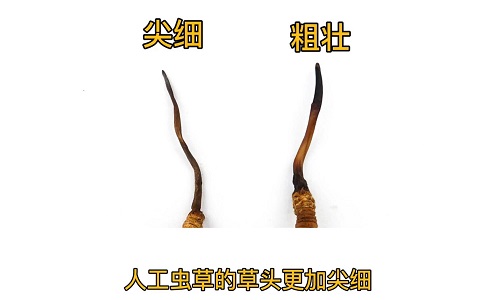人工蟲草和野生蟲草如何分辨？人工冬蟲夏草怎么鑒別