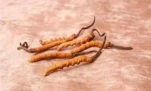 哪個(gè)產(chǎn)地的冬蟲(chóng)夏草營(yíng)養(yǎng)價(jià)值高,哪里的蟲(chóng)草更好？