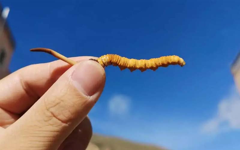 冬蟲(chóng)夏草可不是人人能吃的，以下三類人不能吃冬蟲(chóng)夏草