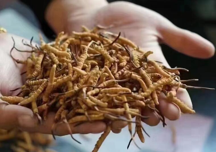 冬蟲(chóng)夏草成分有哪些?新鮮冬蟲(chóng)夏草哪里好？