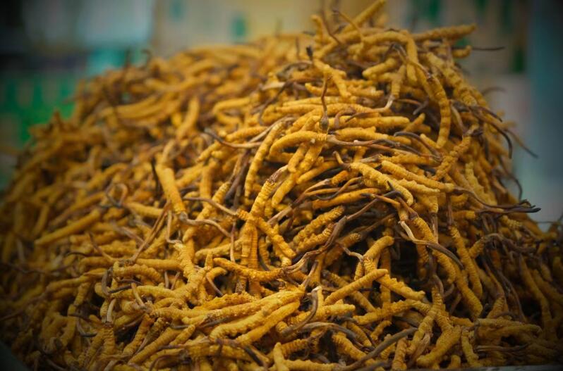 冬蟲夏草的產量為何一年不如一年呢？