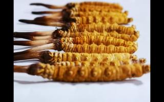 網(wǎng)購冬蟲夏草可靠嗎？