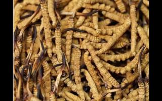 食用冬蟲夏草不能忽視量效關(guān)系？