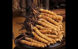 選冬蟲夏草，認(rèn)準(zhǔn)高海拔-純野生！