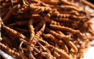 了解冬蟲夏草：起源、生長環(huán)境與特點(diǎn)！