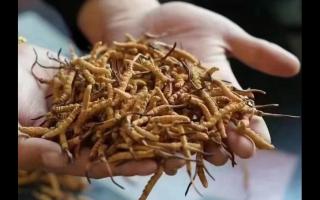 冬蟲(chóng)夏草與蟲(chóng)草花有何關(guān)系？