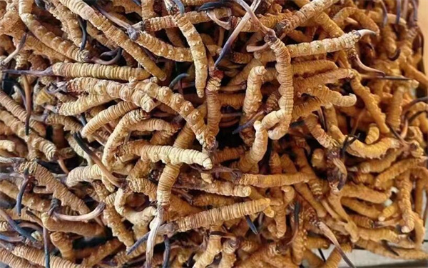 冬蟲夏草可以和番石榴一起吃嗎？