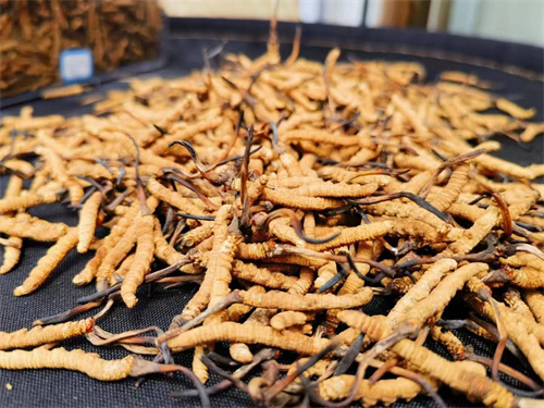 哪些人不能吃冬蟲(chóng)夏草？這5類人慎食冬蟲(chóng)夏草