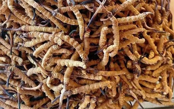 冬蟲夏草怎么看壞沒壞？影響冬蟲夏草品質(zhì)的6個因素