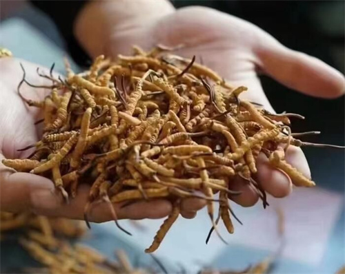 冬蟲(chóng)夏草怎么吃最好？