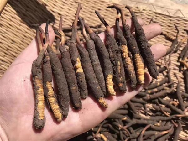 新鮮的冬蟲夏草怎么保存方法？讓珍貴之草保持活力