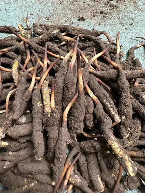 手術(shù)后能否食用冬蟲夏草？專家解答與術(shù)后康復(fù)建議