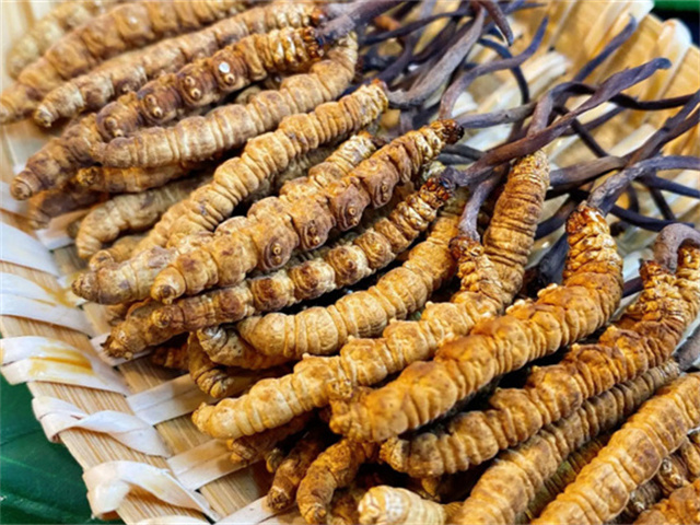 天然冬蟲(chóng)夏草是怎么形成的？天然冬蟲(chóng)夏草的形成過(guò)程