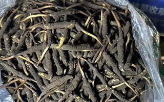 冬蟲夏草可以吃鮮的嗎？一文為你揭秘