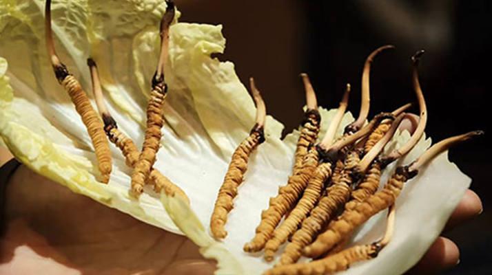 冬蟲夏草為何鮮的好？深度解析鮮蟲草的獨特優(yōu)勢