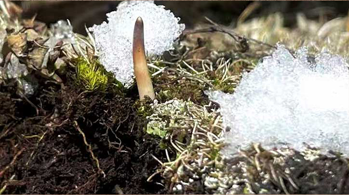 鮮冬蟲夏草燉湯多久能吃？科學(xué)燉煮時(shí)間全解析
