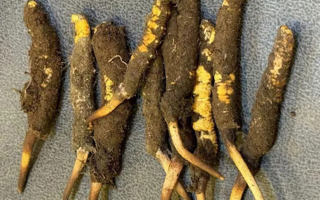 野生冬蟲夏草一斤多少錢？多維度價格解析