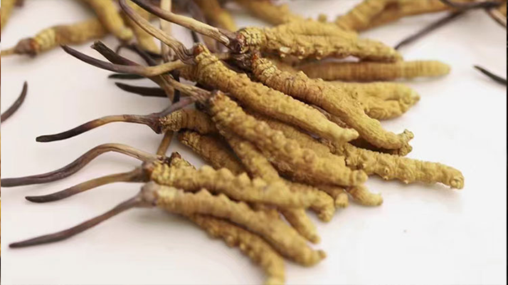 冬蟲(chóng)夏草茶最佳服用指南：解鎖滋補(bǔ)新方式