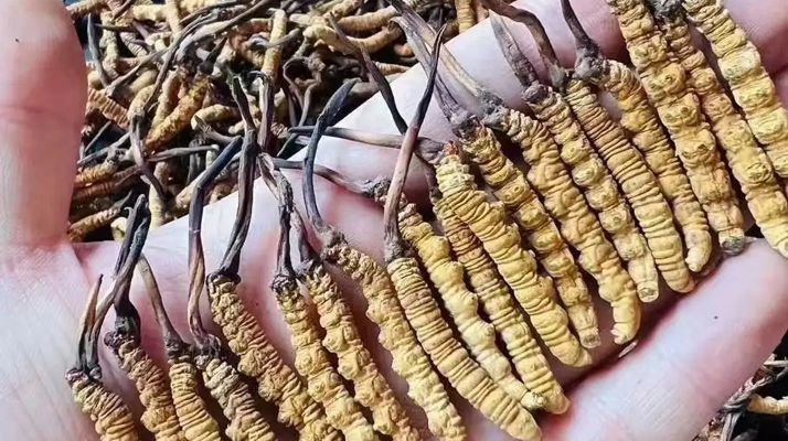 冬蟲(chóng)夏草品質(zhì)最好的是頭期