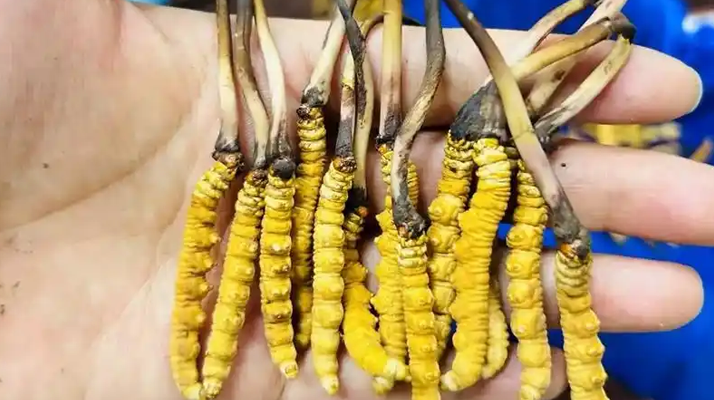 冬蟲夏草鮮草和干的區(qū)別