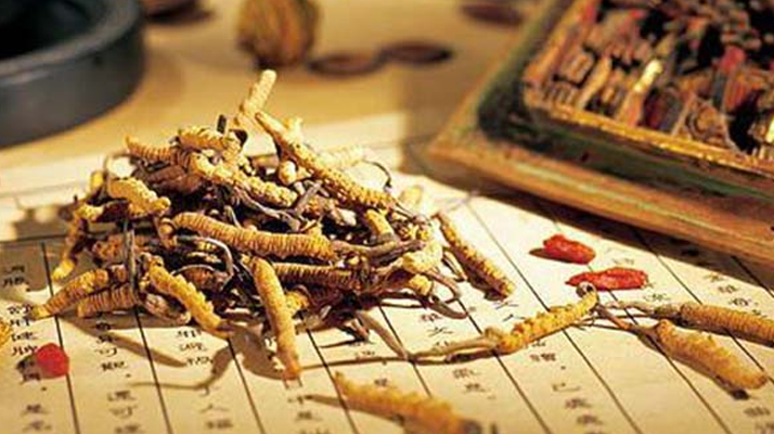 冬蟲(chóng)夏草新鮮怎么賣