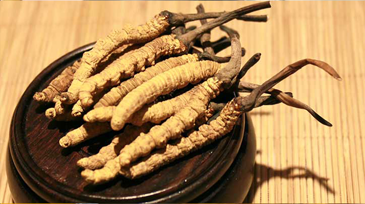 剛挖采的冬蟲夏草怎么辦？科學處理與儲存指南