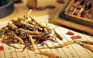 冬蟲(chóng)夏草適合老人吃嗎？科學(xué)分析與食用建議