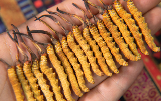 早期冬蟲夏草怎么吃最好？解鎖營養(yǎng)最大化的食用方式