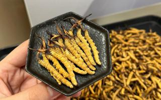 冬蟲夏草可以煲骨頭嗎？當然可以！這樣做營養(yǎng)翻倍