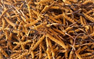 冬蟲夏草專業(yè)存放指南：這樣存，品質不打折