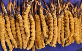 挖了三十年蟲(chóng)草，這些采摘的苦，沒(méi)經(jīng)歷過(guò)的人真不懂
