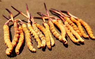 權(quán)威解讀：冬蟲夏草燉雞湯，藏域滋養(yǎng)與家常美味的雙向奔赴