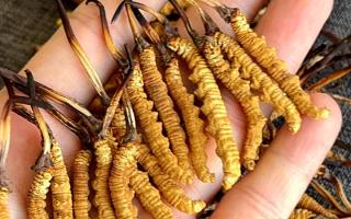 權(quán)威解答：冬蟲夏草可以放水燉嗎？藏域珍饈的科學(xué)燉煮指南