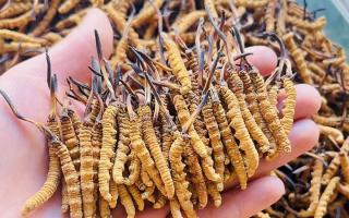 35元一根的冬蟲夏草能買嗎？——揭秘低價(jià)蟲草真相